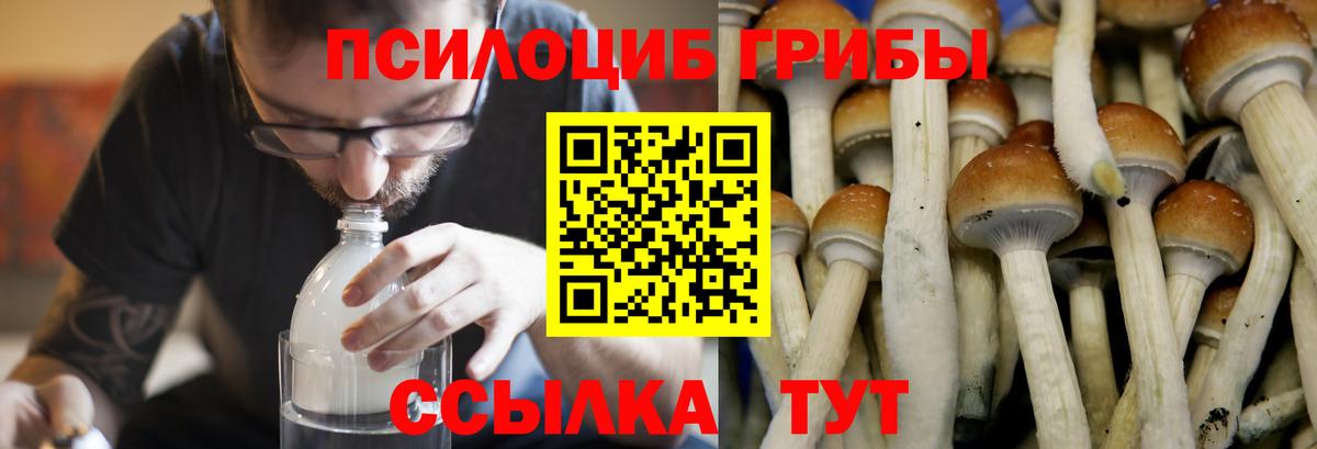 Псилоцибиновые грибы мицелий Котельники